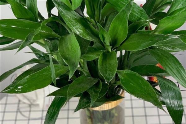 哪种植物适合放在卧室，推荐仙人掌、吊兰等