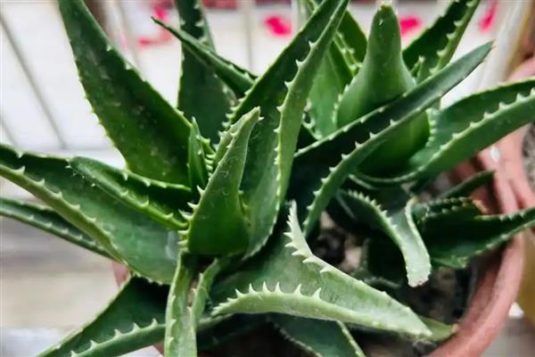 哪种植物适合放在卧室，推荐仙人掌、吊兰等