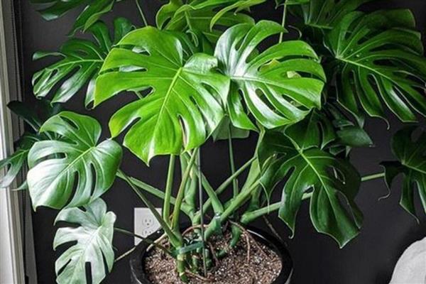 哪种植物适合放在卧室，推荐仙人掌、吊兰等