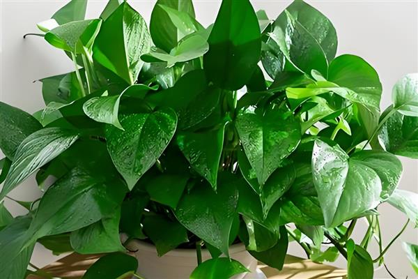 哪种植物适合放在卧室，推荐仙人掌、吊兰等
