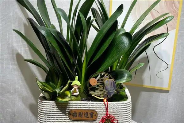哪种植物适合放在卧室，推荐仙人掌、吊兰等