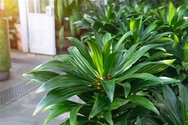 哪种植物适合放在卧室，推荐仙人掌、吊兰等