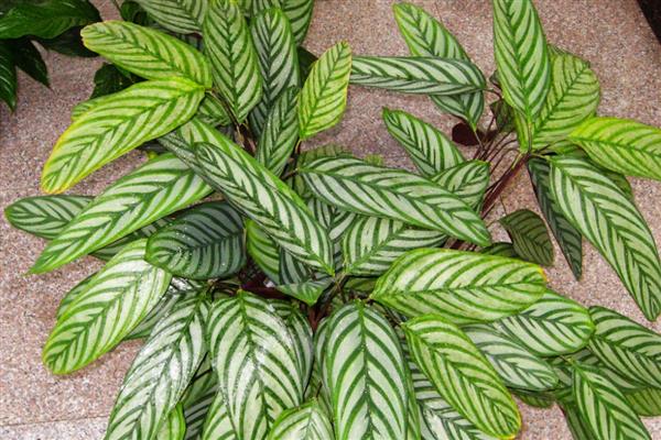 哪种植物适合放在卧室，推荐仙人掌、吊兰等