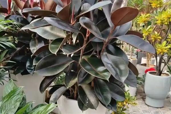 哪种植物适合放在卧室，推荐仙人掌、吊兰等