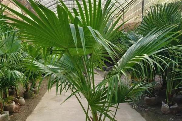 蒲葵的养殖方法，生长的时候需要充足的阳光