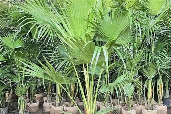 蒲葵的养殖方法，生长的时候需要充足的阳光