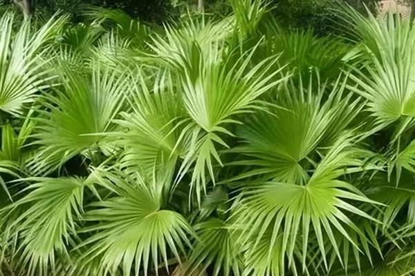 蒲葵的养殖方法，生长的时候需要充足的阳光