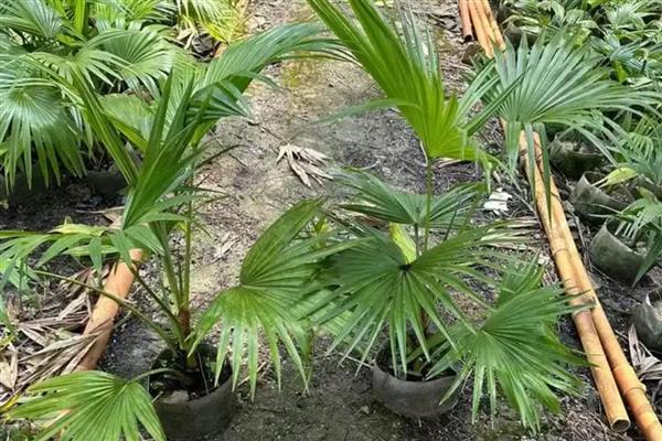 蒲葵的养殖方法，生长的时候需要充足的阳光