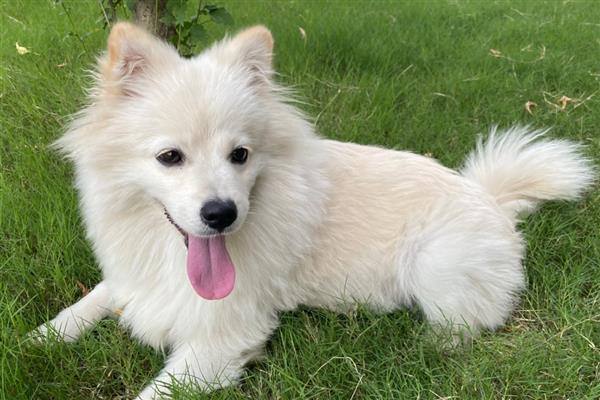 狗狗拉稀但精神很好的原因，可能是寄生虫或食物过敏所致