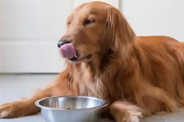 狗狗拉稀但精神很好的原因，可能是寄生虫或食物过敏所致