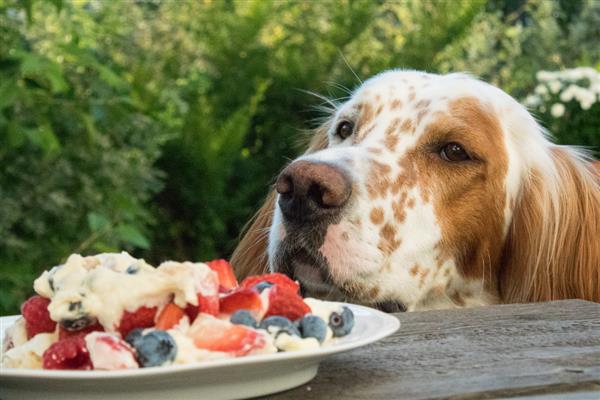 狗狗拉稀但精神很好的原因，可能是寄生虫或食物过敏所致