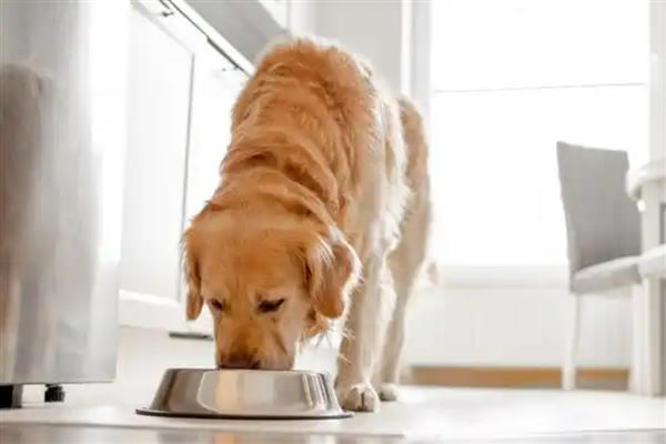 狗狗拉稀但精神很好的原因，可能是寄生虫或食物过敏所致