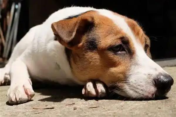 狗狗拉稀但精神很好的原因，可能是寄生虫或食物过敏所致