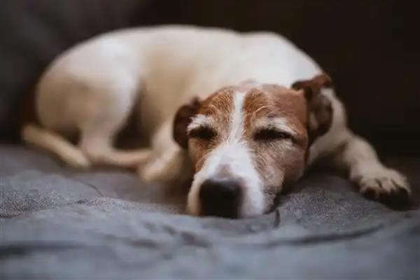 狗狗拉稀但精神很好的原因，可能是寄生虫或食物过敏所致