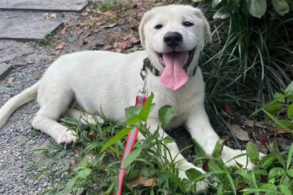 狗狗拉稀但精神很好的原因，可能是寄生虫或食物过敏所致