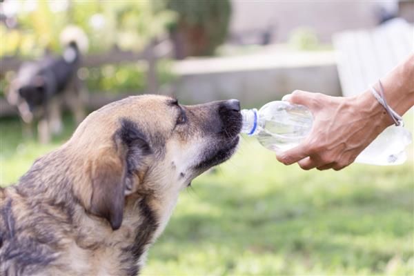 狗狗拉稀但精神很好的原因，可能是寄生虫或食物过敏所致