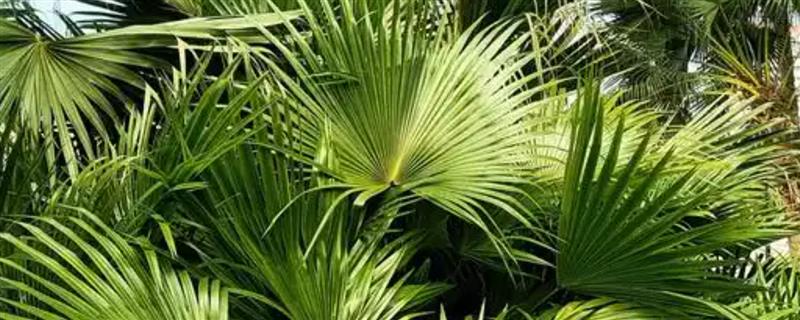 蒲葵的养殖方法，生长的时候需要充足的阳光