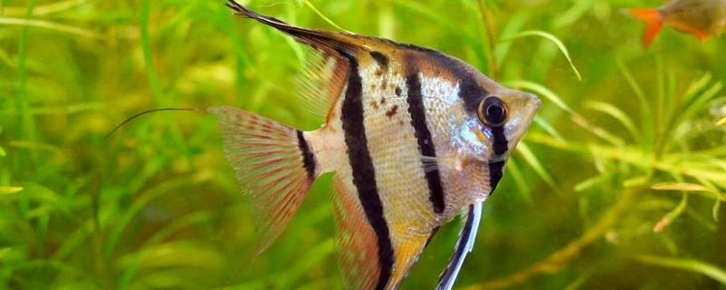 神仙鱼是不是热带鱼，是一种热带鱼