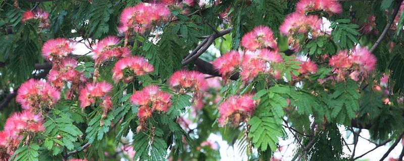 北方能不能种合欢树，耐寒性较强在北方也能露地过冬