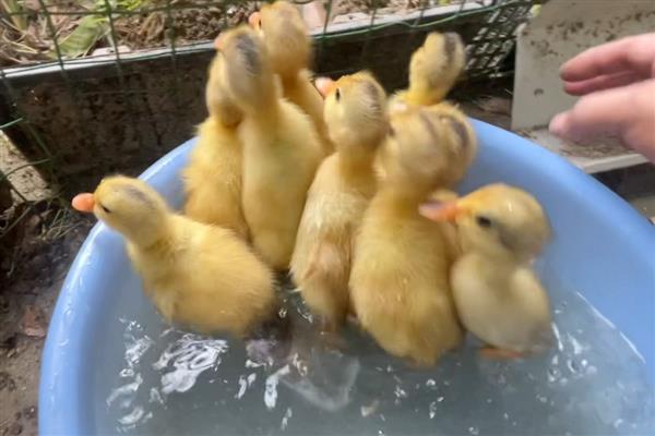 小鸭子怕不怕冷，达到3周龄之后才不怕寒冷