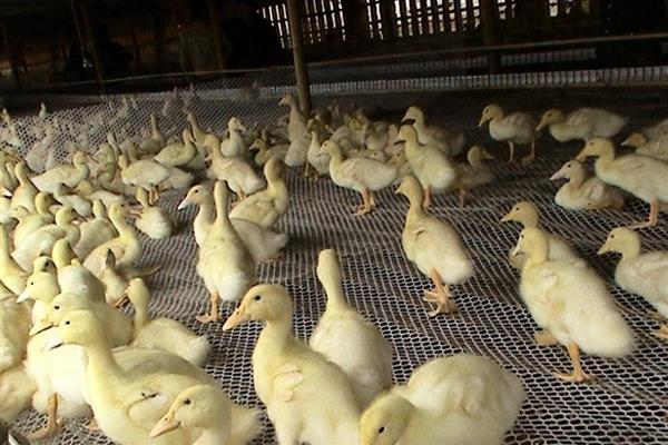 小鸭子怕不怕冷，达到3周龄之后才不怕寒冷