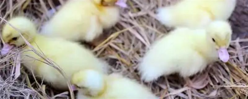 小鸭子怕不怕冷，达到3周龄之后才不怕寒冷