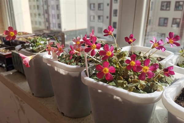 酢浆草能耐零下多少度，能耐零下3度