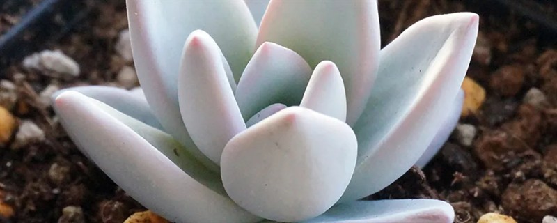 霜之朝和蓝黛莲的区别是什么，颜色和叶片均不同