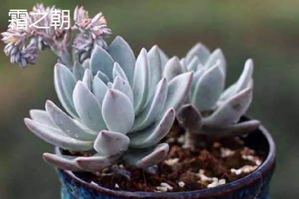 霜之朝和蓝黛莲的区别是什么，颜色和叶片均不同
