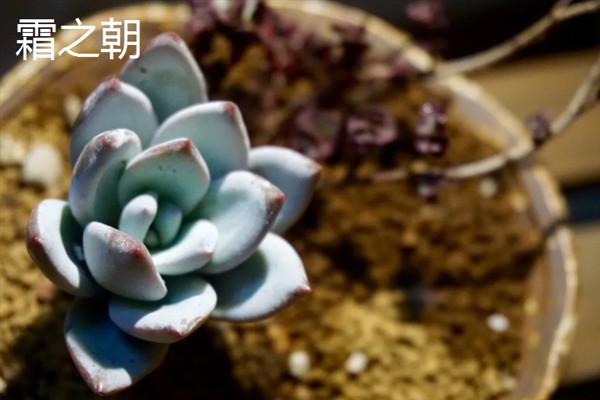 霜之朝和蓝黛莲的区别是什么，颜色和叶片均不同