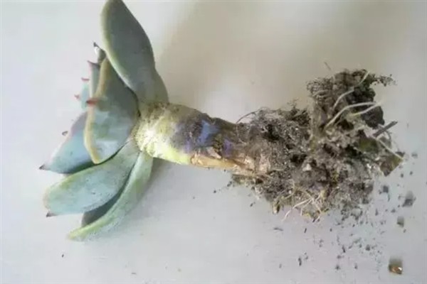 霜之朝和蓝黛莲的区别是什么，颜色和叶片均不同