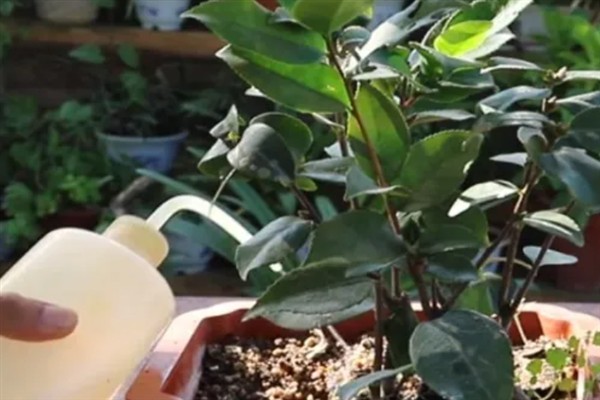 硫酸亚铁肥料的使用方法，作用对象不同使用方法不同