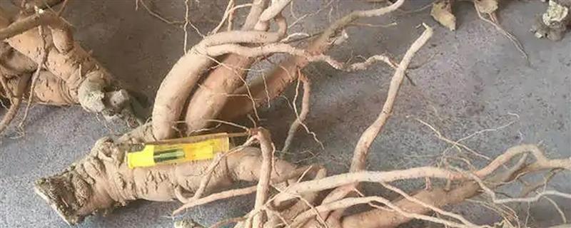 怎么种植人参，非留种参田可摘除花蕾以节省养分