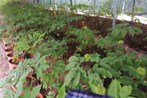 怎么种植人参，非留种参田可摘除花蕾以节省养分