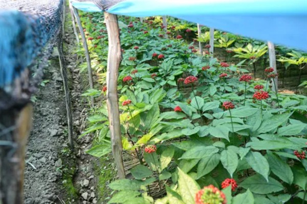怎么种植人参，非留种参田可摘除花蕾以节省养分