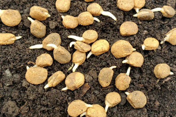 怎么种植人参，非留种参田可摘除花蕾以节省养分