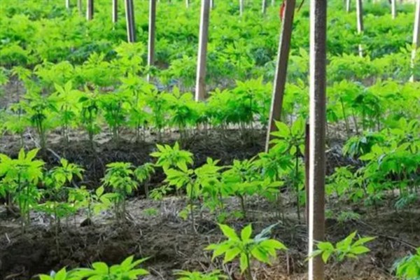 怎么种植人参，非留种参田可摘除花蕾以节省养分