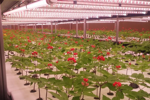 怎么种植人参，非留种参田可摘除花蕾以节省养分