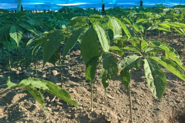 怎么种植人参，非留种参田可摘除花蕾以节省养分