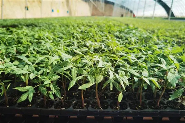 怎么种植人参，非留种参田可摘除花蕾以节省养分