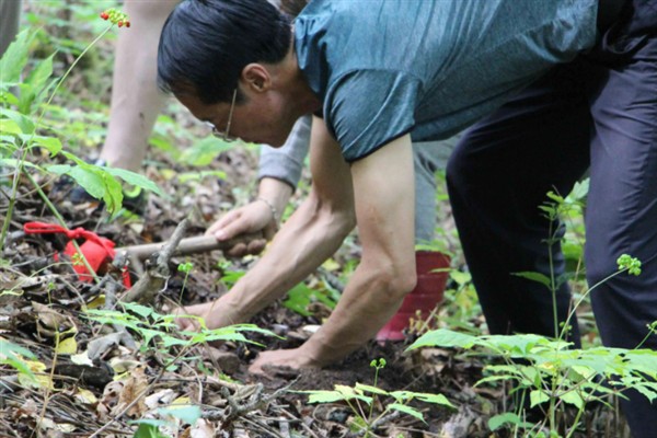 怎么种植人参，非留种参田可摘除花蕾以节省养分