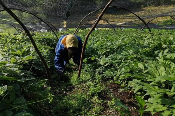 怎么种植人参，非留种参田可摘除花蕾以节省养分