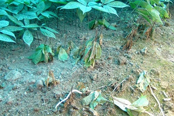 怎么种植人参，非留种参田可摘除花蕾以节省养分