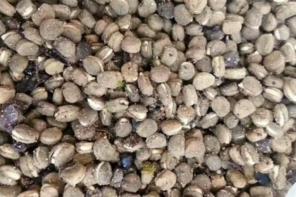 怎么种植人参，非留种参田可摘除花蕾以节省养分