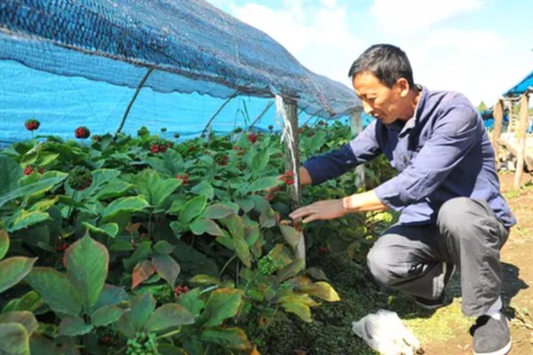 怎么种植人参，非留种参田可摘除花蕾以节省养分