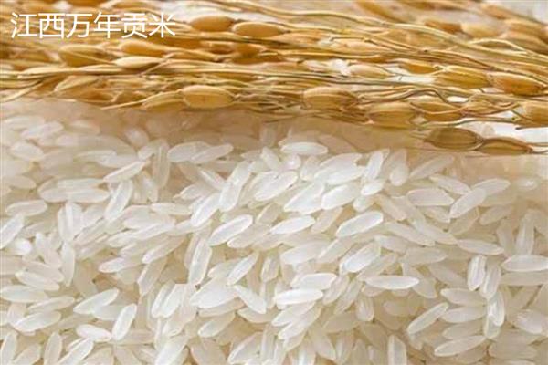 明水大米的品质，颗粒饱满、色泽和口感较好