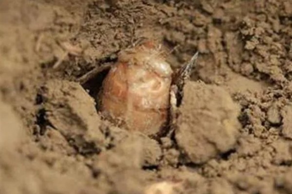 人工养殖金蝉过多久才会出土，经过3年左右就能破土而出