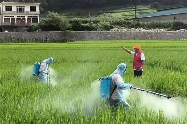 水稻钻心虫的危害特征，可以造成水稻大量减产