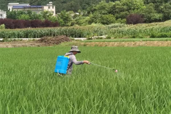 水稻钻心虫的危害特征，可以造成水稻大量减产