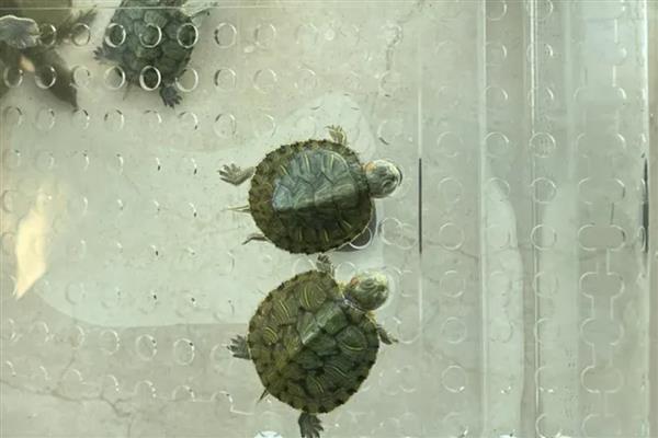 甲鱼的养殖方法，饲养成年甲鱼应每隔4天换一次水